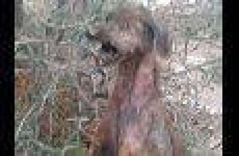 Terrible situaci�n: denunciaron que faenan perros en Mendoza para comerlos