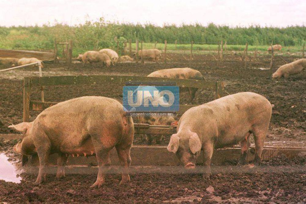 Se suman nuevos emprendimientos de producci�n de cerdos en la provincia