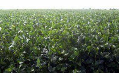 Catamarca recibi� $ 228 millones por la soja