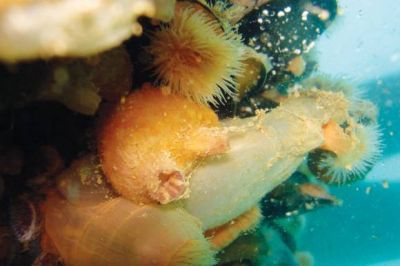 Detectan especies invasoras que ingresan por los puertos patag�nicos
