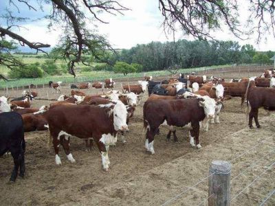 El director de la Escuela Agraria desminti� que hayan vendido 60 novillos por falta de alimento