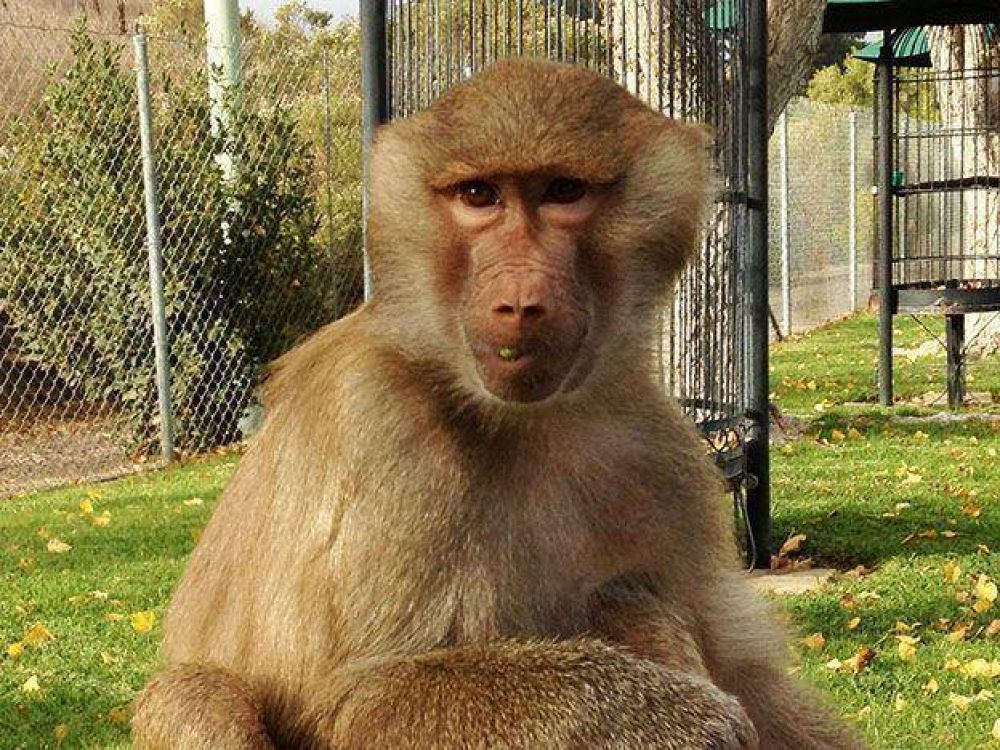 Realizar�n un gran operativo para atrapar a una mona en el Parque