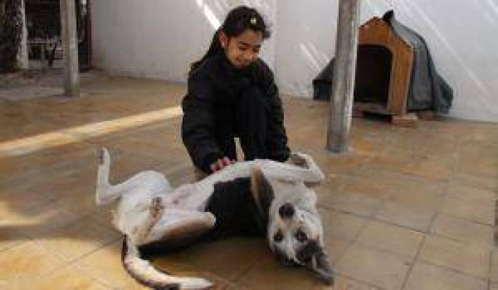 En las �ltimas 2 semanas envenenaron a diez perros