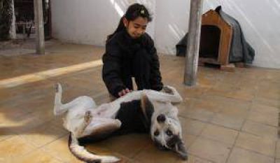 En las �ltimas 2 semanas envenenaron a diez perros