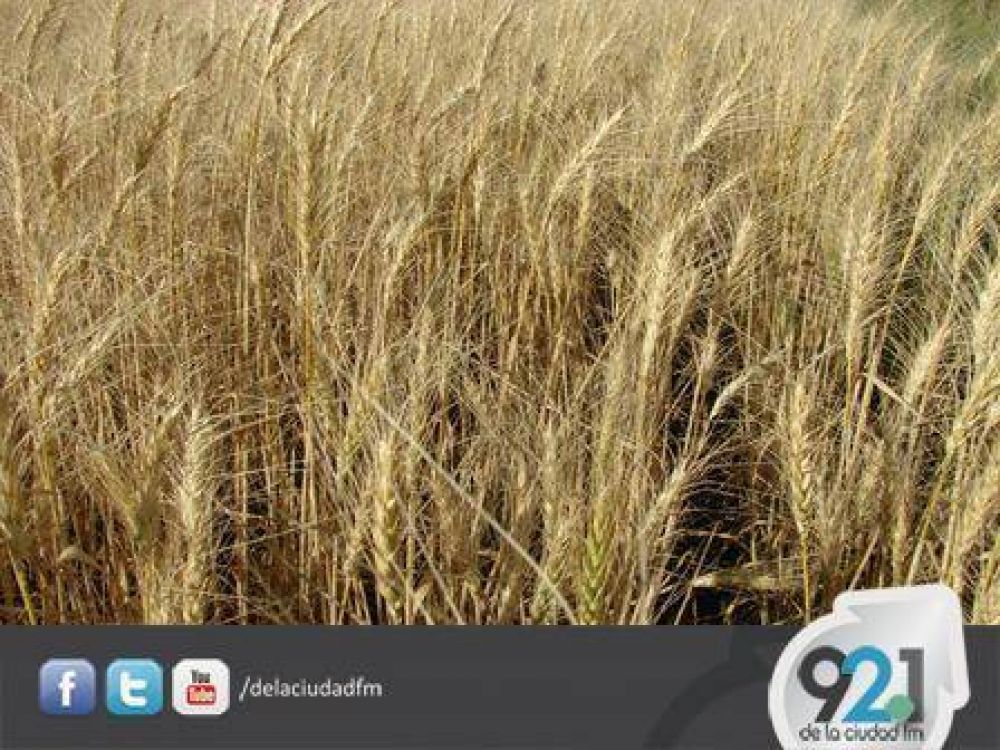 Convocan en Producci�n a operadores de granos que fueron dados de baja