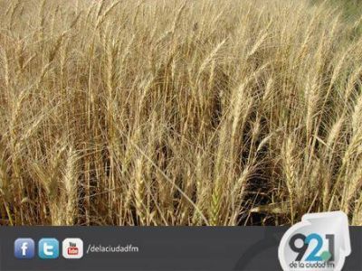 Convocan en Producci�n a operadores de granos que fueron dados de baja