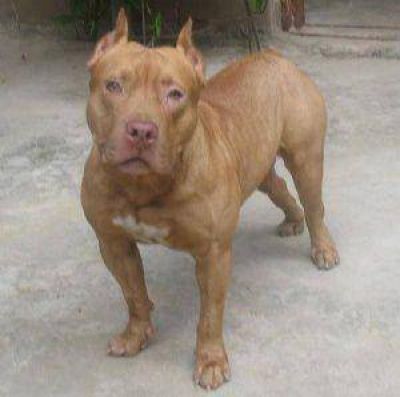 Aguilares: Una joven fue atacada por una perra pitbull