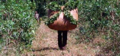 La concertaci�n de precios de la yerba, m�s cerca del laudo que del acuerdo