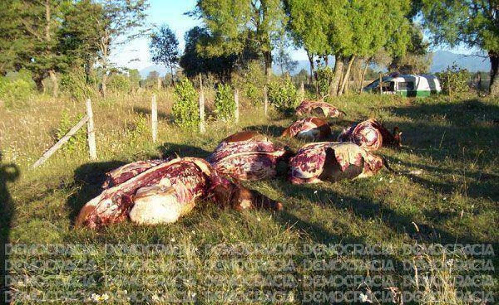 Crece la preocupaci�n por los casos de abigeato en campos de Jun�n y la Zona