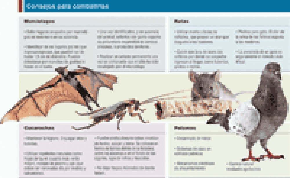 Ratas, palomas, cucarachas y murci�lagos, cuatro plagas que preocupan a los platenses    