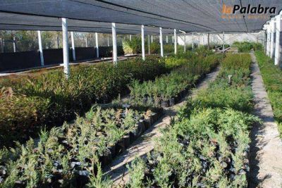 El Vivero Municipal se prepara para al llegada de la primavera