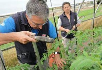 Investigadoras cubanas disertar�n en Inta sobre el control biol�gico