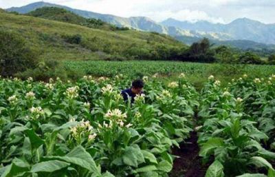 Comenz� el pago del Programa Intercosecha del Tabaco
