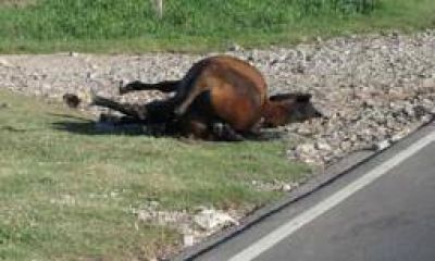 Muere otro motociclista tras embestir un caballo en la ruta 30