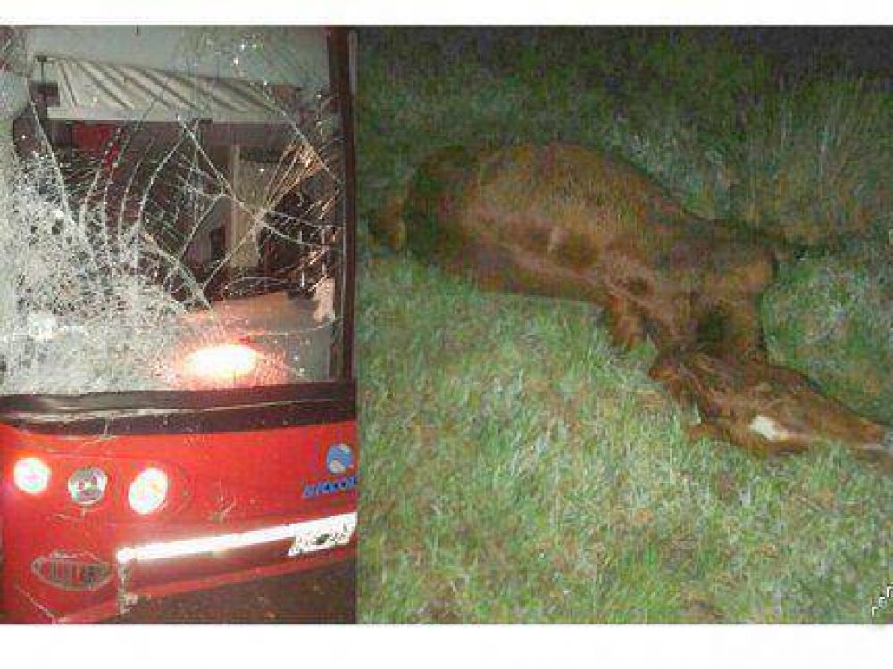 Un colectivo impact� contra un caballo suelto sobre Ruta 20