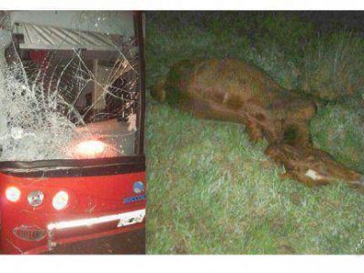 Un colectivo impact� contra un caballo suelto sobre Ruta 20