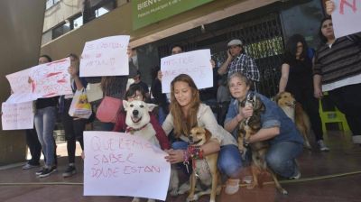 Volvieron a exigir respuestas por los perros desaparecidos