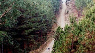 Queda un tercio de los pinares plantados