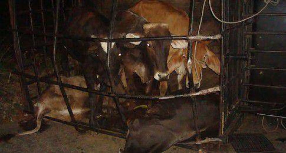 Aumentan las bandas armadas de cuatreros que atacan a productores