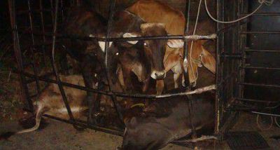 Aumentan las bandas armadas de cuatreros que atacan a productores