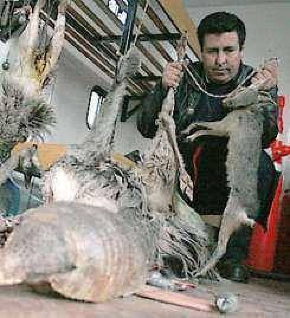 La caza furtiva extingui� la chinchilla y otras especies
