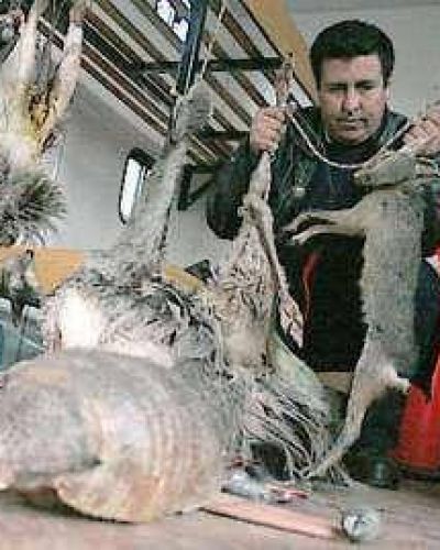 La caza furtiva extingui� la chinchilla y otras especies