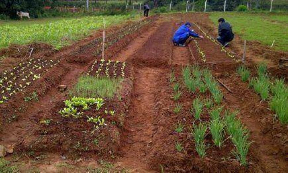 Entregan semillas con mayor valor proteico a peque�os productores