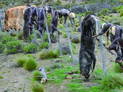 Brutal matanza de perros: al menos 27 animales aparecieron colgados