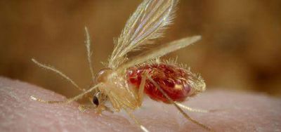 Salud inaugur� simposio sobre Leishmaniasis en Misiones