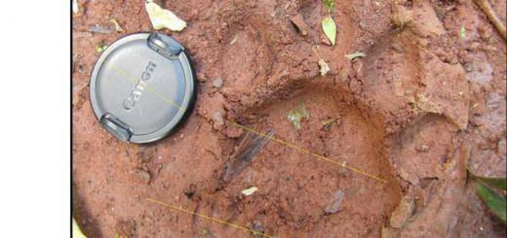 Hallaron nuevas huellas de yaguaret� en el parque provincial Cruce Caballero
