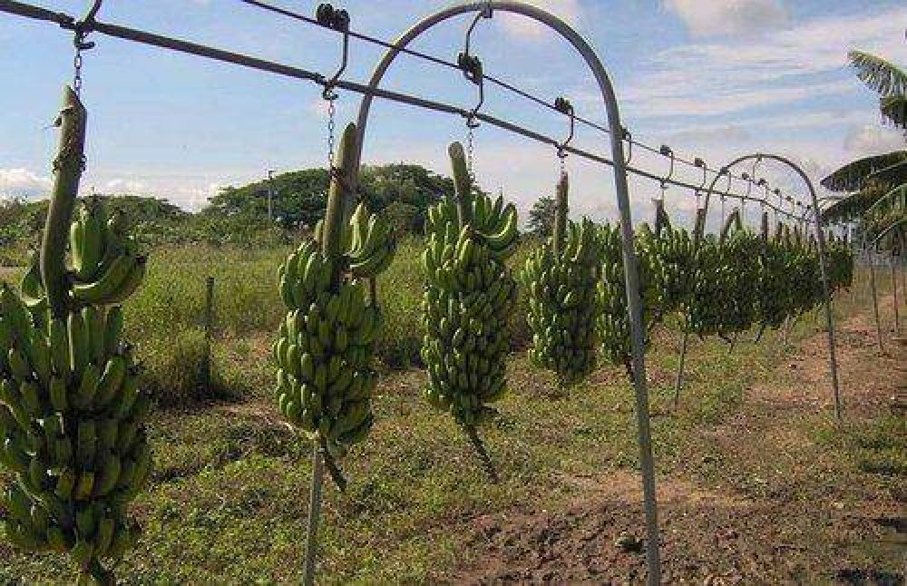 Piden protecci�n para la producci�n de banana