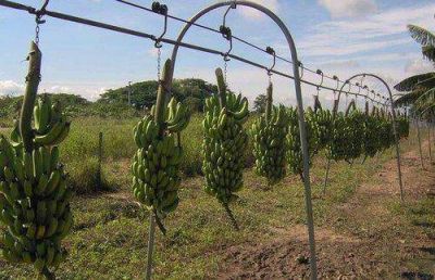 Piden protecci�n para la producci�n de banana