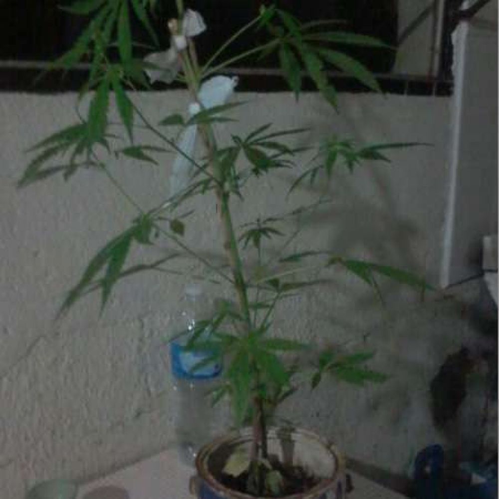 Chamical: encuentran una planta de Cannabis Sativa de grandes dimensiones
