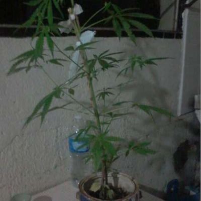 Chamical: encuentran una planta de Cannabis Sativa de grandes dimensiones