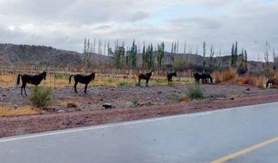 Calingasta: piden colaboraci�n para que no haya animales sueltos