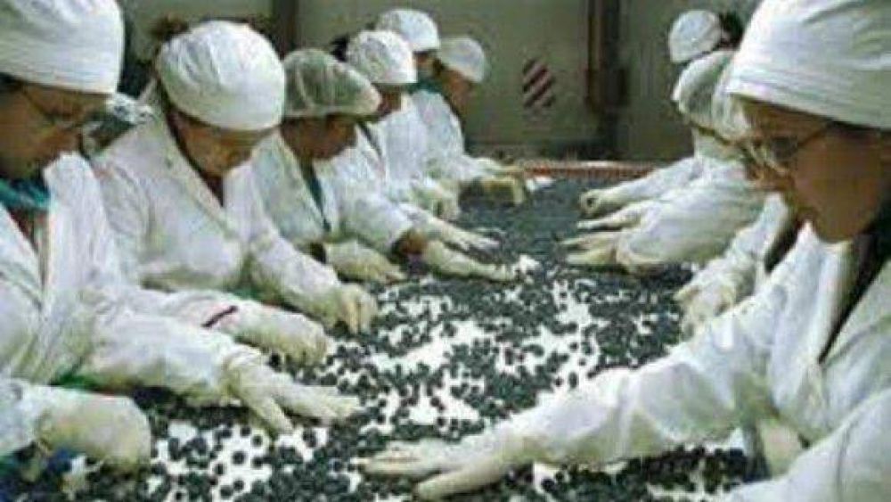 Comenz� la campa�a de exportaci�n de ar�ndanos