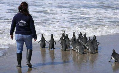 Veinte ping�inos rescatados por Fauna Marina regresaron al mar