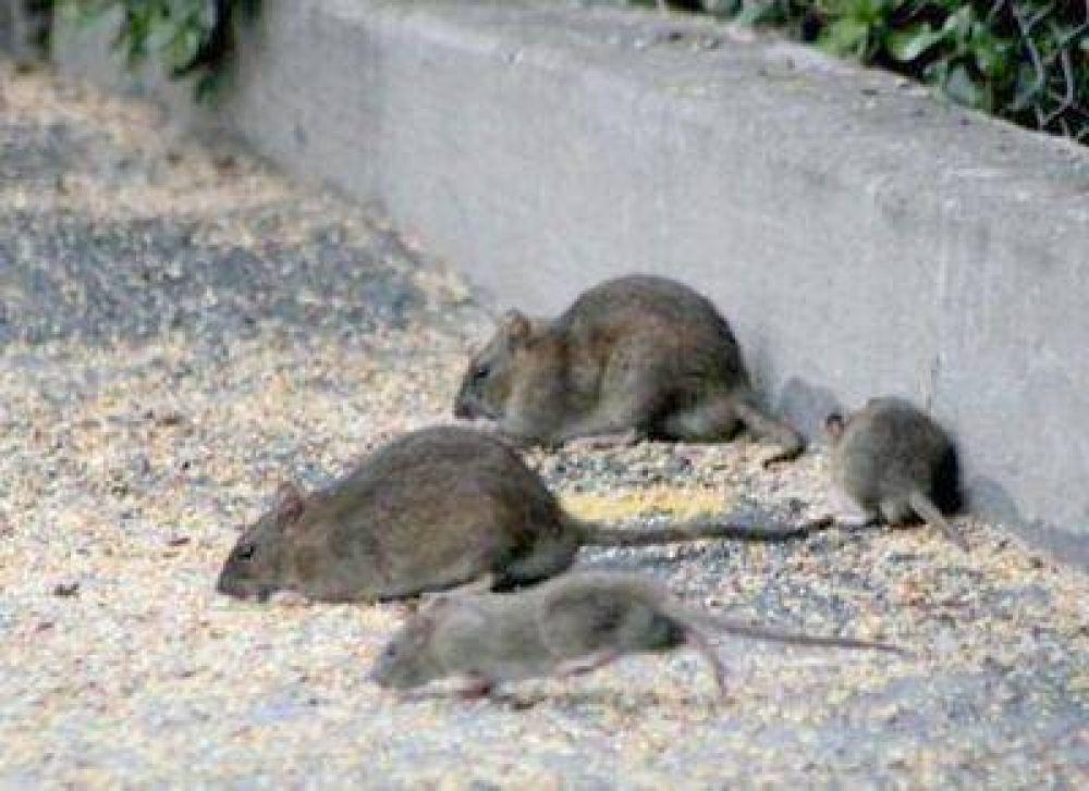 Ratas Cucarachas Y Moscas Plagas Urbanas Asociadas A La Falta De Higiene