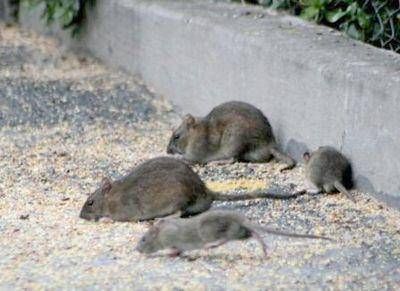 Ratas, cucarachas y moscas: plagas urbanas asociadas a la falta de higiene
