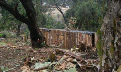 Piden a  Joaqu�n Losada 