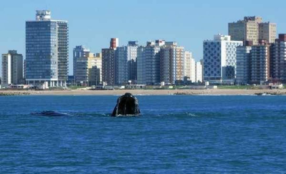 Investigar�n por qu� las ballenas eligen Miramar