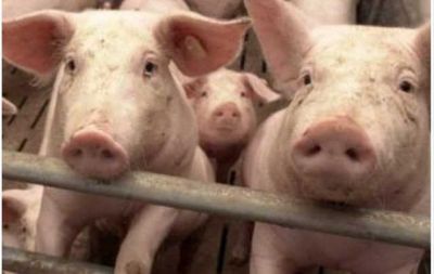 Separan a comisario acusado de quedarse con lechones robados