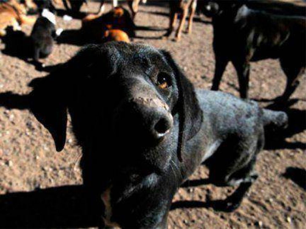 Perros salvajes generan temor en una zona rural de Alcaraz 