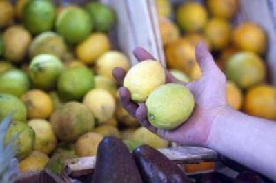 La baja producci�n encarece el lim�n en Tucum�n
