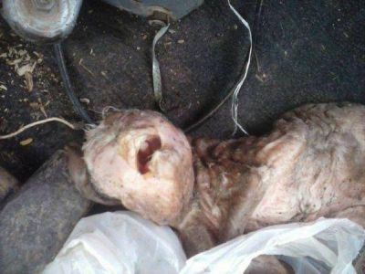 En el Sur de la provincia, naci� un cabrito con rasgos humanos