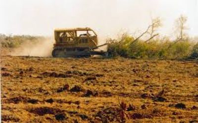 Deforestación. Salta es líder entre las provincias del país 