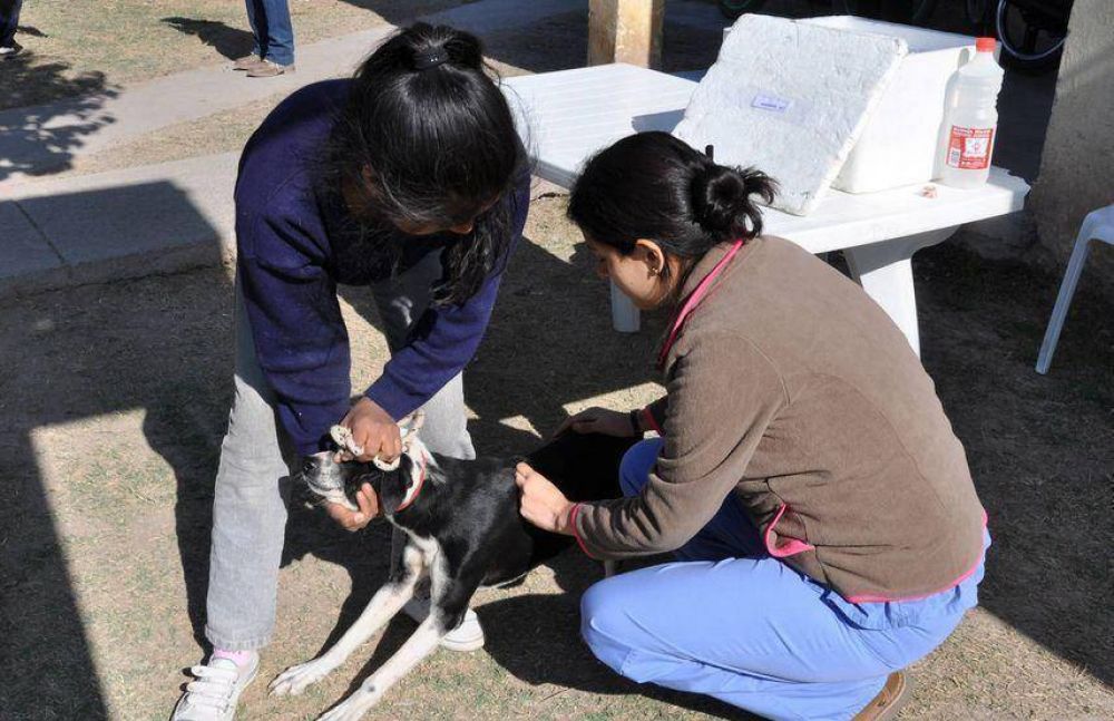 En Capital en un d�a vacunaran contra la rabia a m�s de seis mil perros y gatos