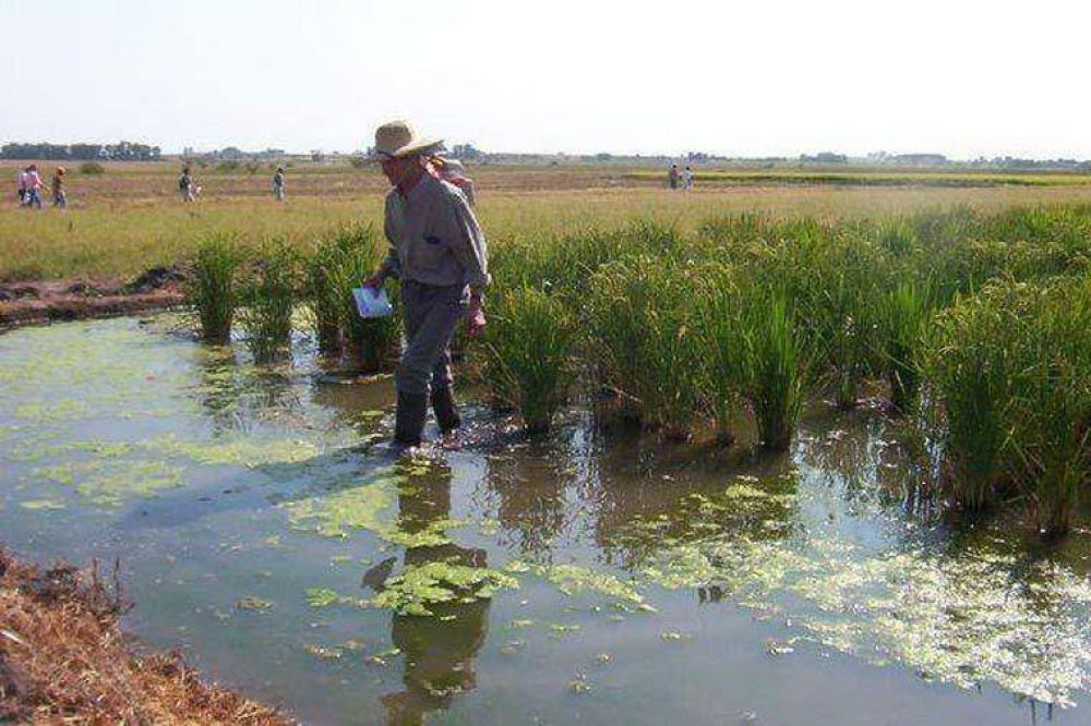 La superficie sembrada de arroz aumentar�a a m�s de 72.000 hect�reas