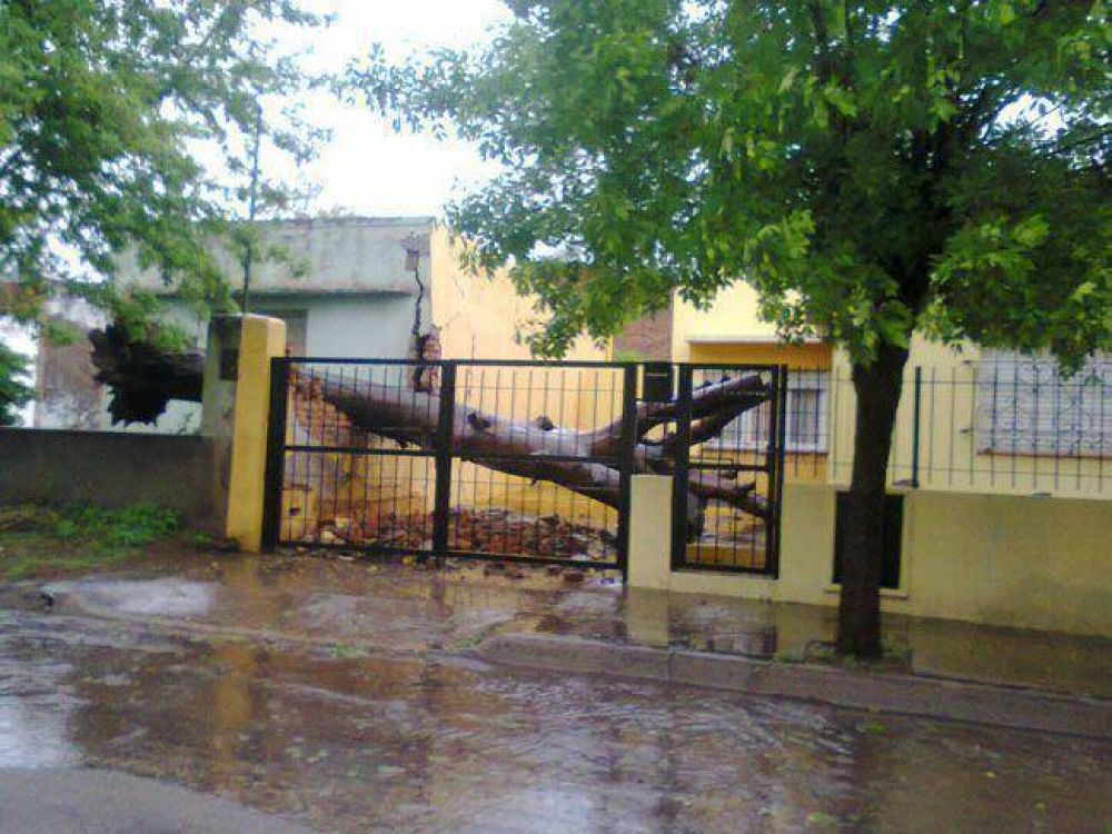 Un �rbol cay� sobre dos viviendas en Villa Alonso