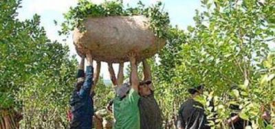La cosecha de yerba 2014 se perfila como la mayor en diez a�os